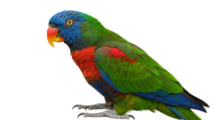 Obraz premium Colorful Lorikeet Parrot – Vibrant Green, Blue and Red Feathers for Wildlife, Education or Pet Design