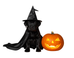 Black Labrador Puppy in Witch Hat and Cape Sitting Beside Carved Halloween Pumpkin, Front View, Isolated on Transparent Background