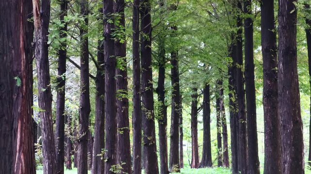 It is a path in a forest lined with metasequoia trees.메타세콰이어 나무가 늘어선 숲속의 길입니다.