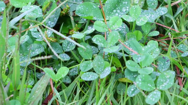 The clover leaves are covered in dew from the rain that fell in the early morning.새벽에내린 비로 클로버 잎에 이슬이 맺혀있습니다.
