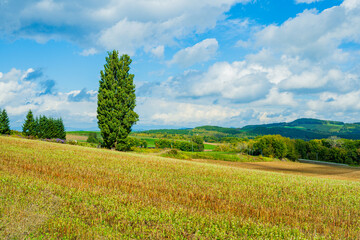 ケンとメリーの木と美瑛の丘（北海道）｜KenandMaryTree,BieiHills,Hokkaido