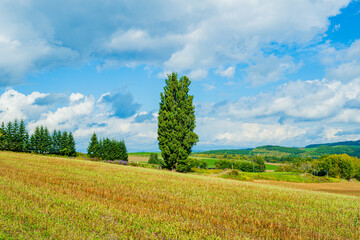 ケンとメリーの木と美瑛の丘（北海道）｜KenandMaryTree,BieiHills,Hokkaido