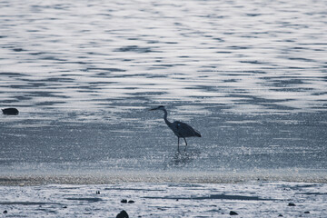 Gray heron bird ( Ardea cinerea )