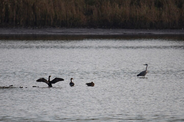 Birds on the lake