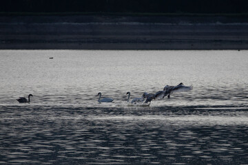 Swans in sunrise light on the lake