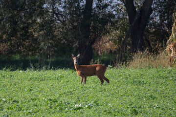 Deer on autumn field.