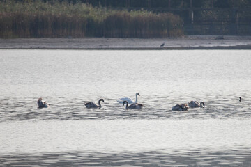 Swans in sunrise light on the lake