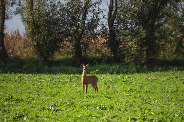 Deer on autumn field.