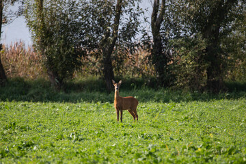 Deer on autumn field.