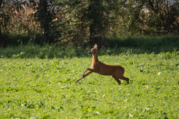 Deer on autumn field.