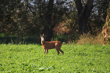 Deer on autumn field.