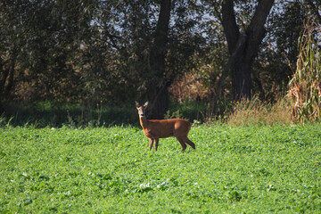Deer on autumn field.