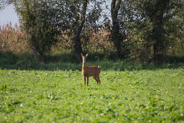 Deer on autumn field.