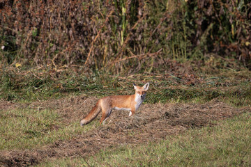 Wild red fox, vulpes vulpes