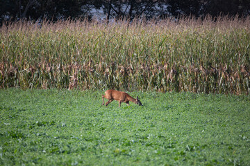 Deer on autumn field.