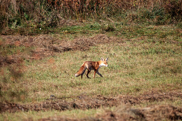 Wild red fox, vulpes vulpes