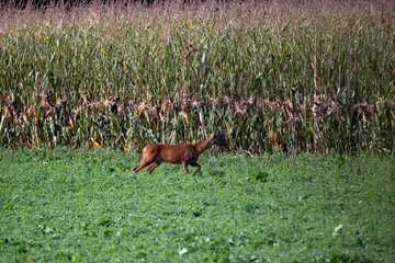 Deer on autumn field.