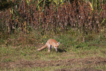 Wild red fox, vulpes vulpes