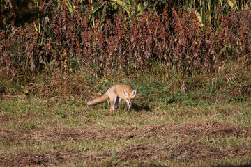 Wild red fox, vulpes vulpes