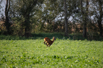 Deer on autumn field.