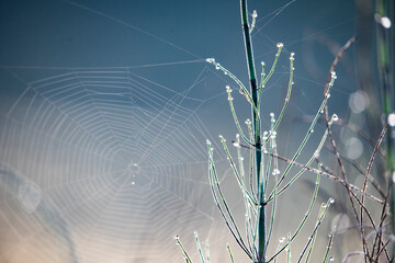 Beautiful texture of web with dew drops.
