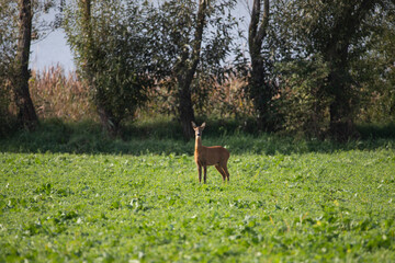 Deer on autumn field.