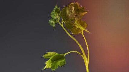 Vibrant green plant stem illuminated by warm light