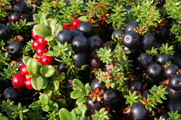 A needle-like crowberry bush with black ripe berries in the polar tundra on an autumn day.