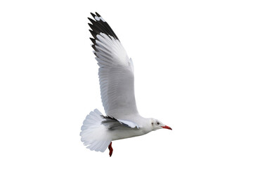 Obraz premium Beautiful seagull flying isolated on transparent background. 