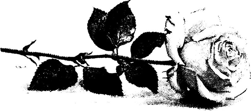 Black and white halftone rose design for vintage aesthetic and artistic print