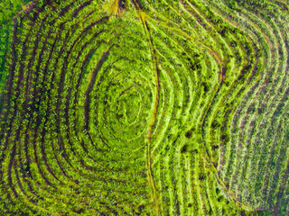 Replanting or rejuvenating rubber forests offers various benefits, including increased latex production and wood utilization. Replanting with superior seedlings will significantly increase latex