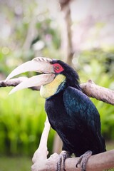 A rare black hornbill close-up