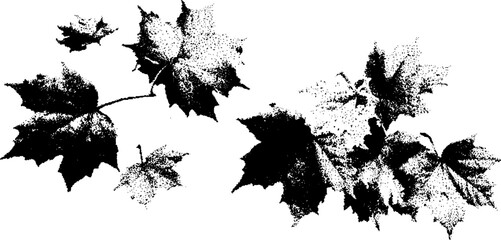 Obraz premium Black and white halftone pattern of maple leaves for vintage design projects