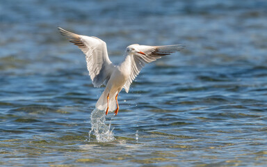 Dünnschnabelmöwe (Chroicocephalus genei, Syn.: Larus genei)