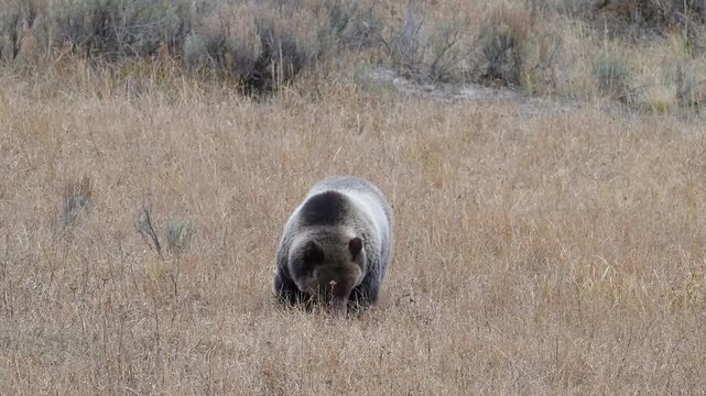 Grizzly Bear quenching its thirst