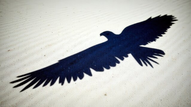 Baby bald eagle. Baby bald eagle's shadow cast on a bright white sandy ground, the shadow is sharp and detailed, creating a striking nature and wildlife backdrop.