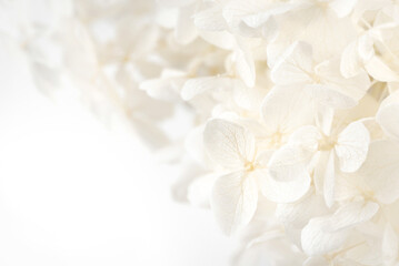 Macro close-up of white hydrangea flowers blooming against soft bright background