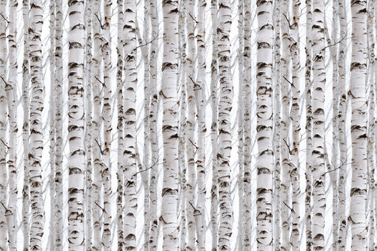 Seamless birch forest pattern with white tree trunks and dark bark markings. Repeating background design suitable for wallpaper, fabric, or digital textures