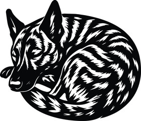 Dutch Shepherd curled into a sleeping ball.