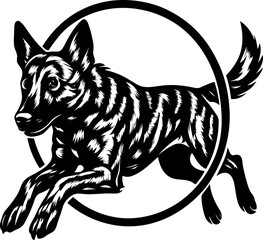  Dutch Shepherd Dog jumping through hoop.