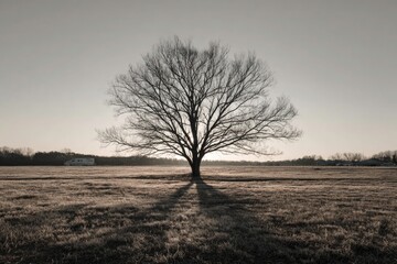 Fototapeta premium Solitary bare tree stands in a vast dry field under a muted sky