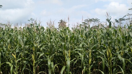 field of corn