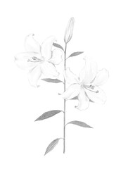 白いユリの花のモノクロイラスト