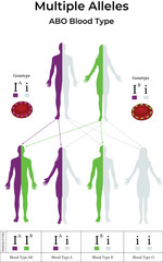 ABO Blood Type Inheritance Multiple Alleles Explained vector Illustration