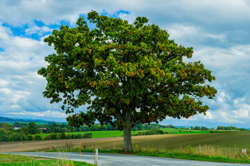 セブンスターの木と美瑛の丘（北海道）｜SevenStarsTree,BieiHills,Hokkaido