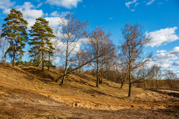 Tall pines and leafless birches line a sandy slope under a vivid blue sky. This rural scene suggests early spring, embodying natural tranquility