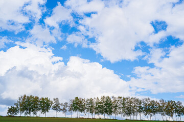 セブンスターの木と美瑛の丘（北海道）｜SevenStarsTree,BieiHills,Hokkaido