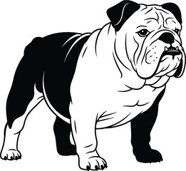 Bold bulldog portrait artistic sketch strong dog breed stand proudly ready for anything flat design vector illustration isolated on transparent background