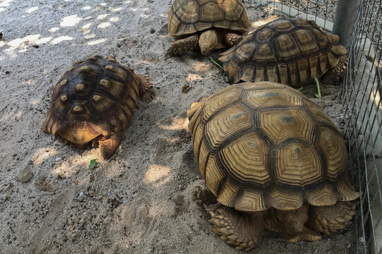 Close-up photo of four turtles gathered in a sandy area