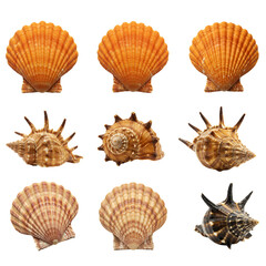 Obraz premium Assortment of Natural Seashells Including Scallop and Spiky Whelk Varieties Isolated on Transparent Background for Coastal Decor